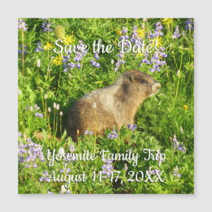 Marmot på Mount Rainier Wildblommor