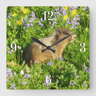 Marmot på Mount Rainier Wildblommor Fyrkantig Klocka