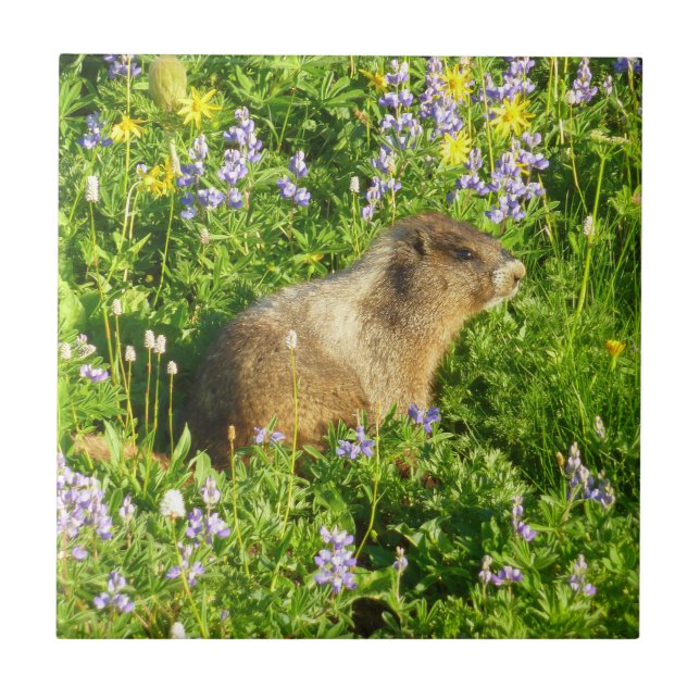 Marmot på Mount Rainier Wildblommor Kakelplatta (Framsidan)
