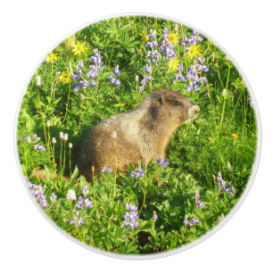 Marmot på Mount Rainier Wildblommor Knopp