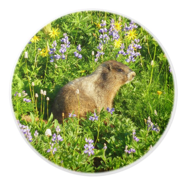 Marmot på Mount Rainier Wildblommor Knopp (Framsidan)