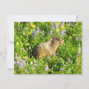 Marmot på Mount Rainier Wildblommor Kort