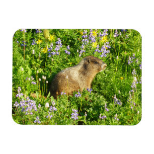 Marmot på Mount Rainier Wildblommor Magnet