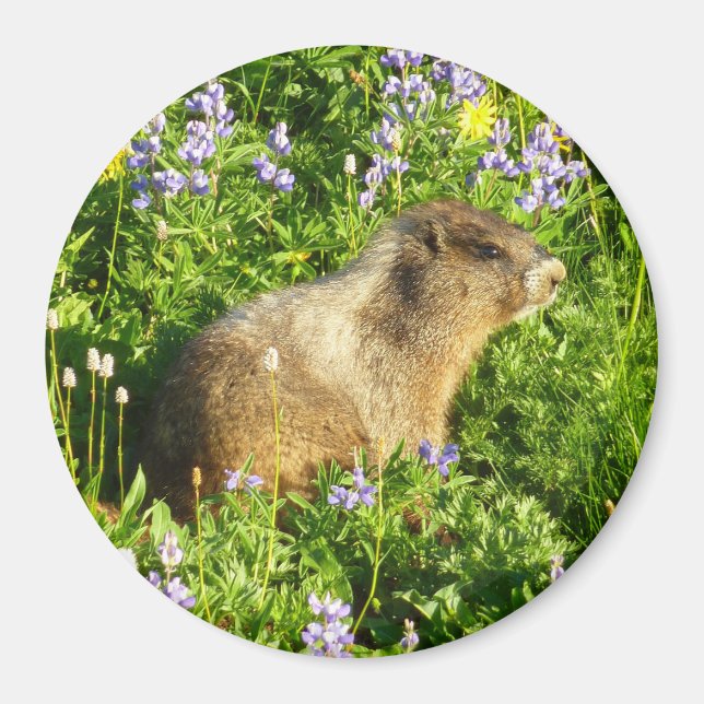 Marmot på Mount Rainier Wildblommor Magnet (Framsidan)