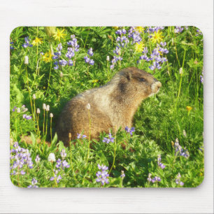 Marmot på Mount Rainier Wildblommor Musmatta