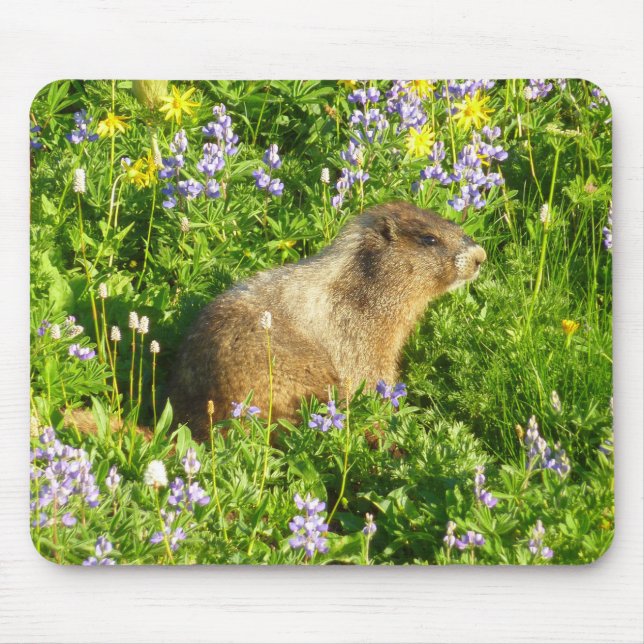 Marmot på Mount Rainier Wildblommor Musmatta (Framsidan)