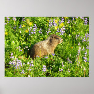 Marmot på Mount Rainier Wildblommor Poster