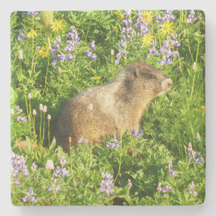 Marmot på Mount Rainier Wildblommor Stenunderlägg