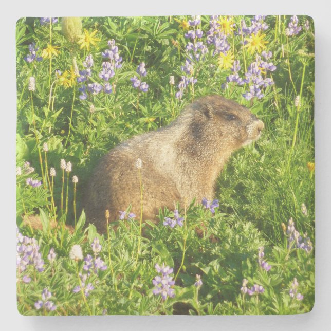Marmot på Mount Rainier Wildblommor Stenunderlägg (Framsidan)