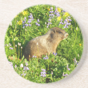 Marmot på Mount Rainier Wildblommor Underlägg