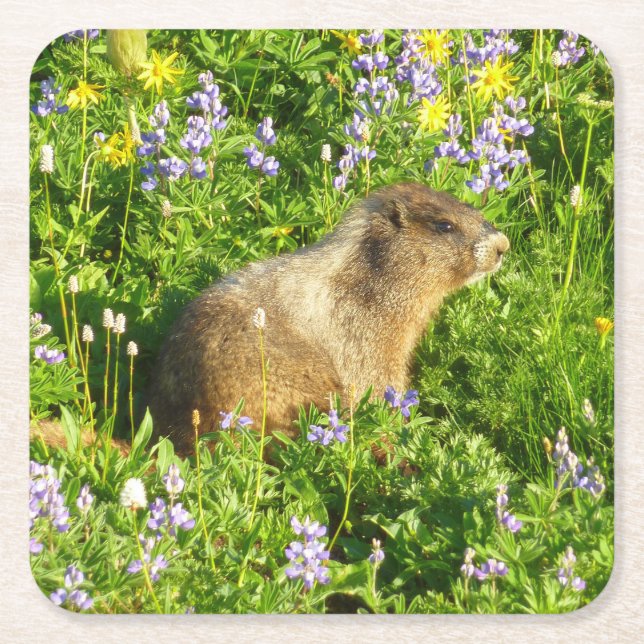 Marmot på Mount Rainier Wildblommor Underlägg Papper Kvadrat (Framsidan)