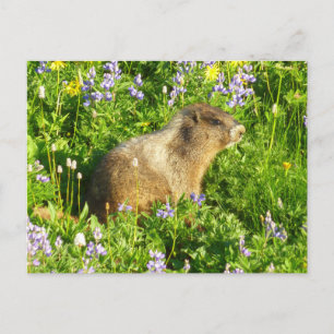 Marmot på Mount Rainier Wildblommor Vykort