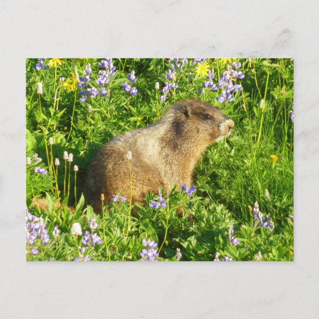 Marmot på Mount Rainier Wildblommor Vykort (Framsida)