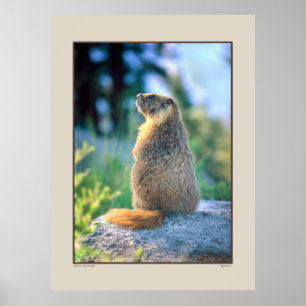 Marmot på stenblocket - Sierra Nevadas Kalifornie Poster