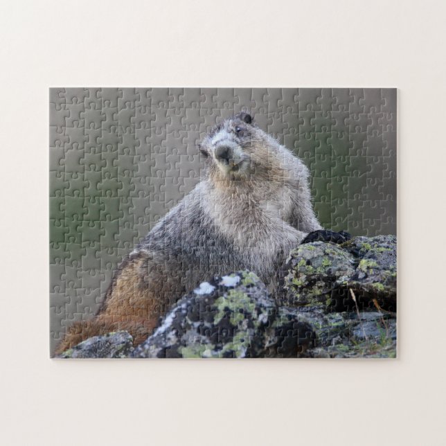 Marmot Pussel (Horisontell)