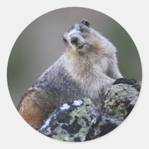 marmot runt klistermärke