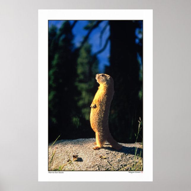 Marmot Sol Salute Poster (Framsidan)