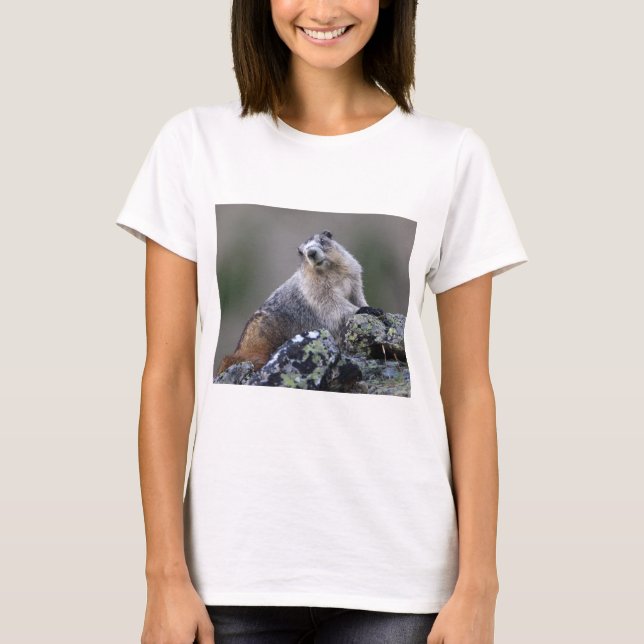 marmot tee shirt (Framsida)