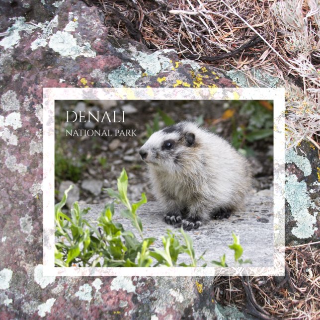 Marmot unge, Denali National Park Vykort (Skapare uppladdad)