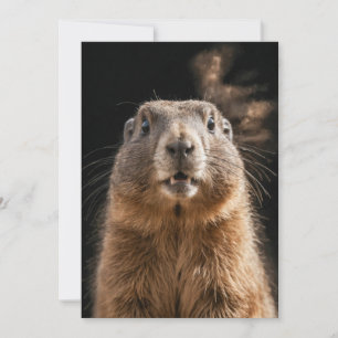 Marmot Vild Animal Elegant Dramatic Mist Porträtt Meddelande
