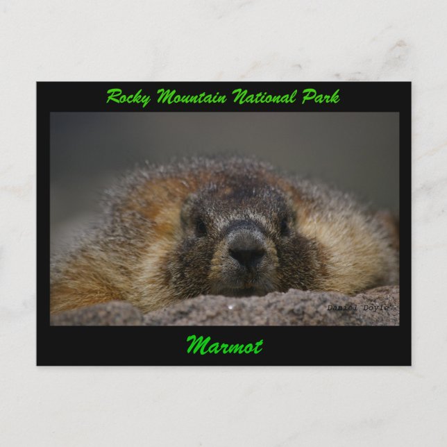Marmot Vykort (Framsida)