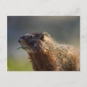 Marmot Vykort