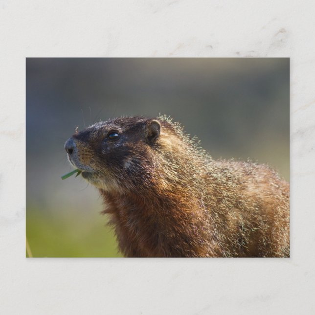 Marmot Vykort (Framsida)