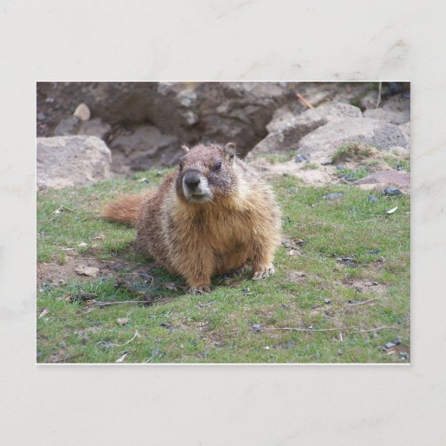 Marmot Vykort (Framsida)