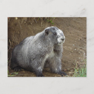 Marmot Vykort