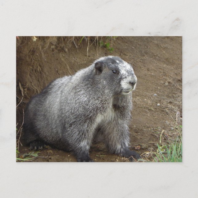 Marmot Vykort (Framsida)