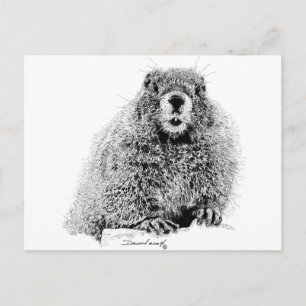 Marmot Vykort