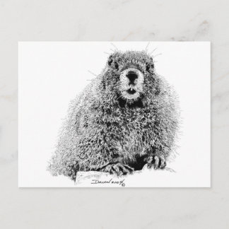 Marmot Vykort