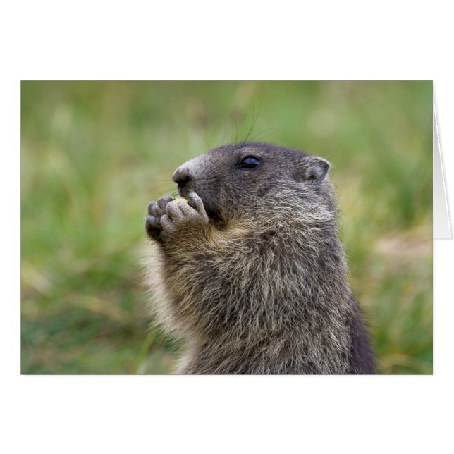 Marmota marmota hälsningskort (Framsidan Horizontal)