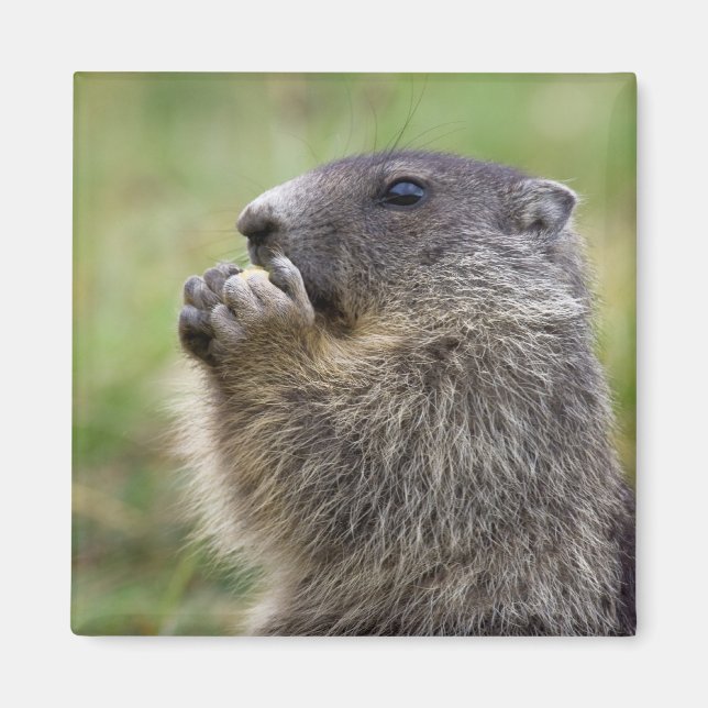 Marmota marmota magnet (Framsidan)