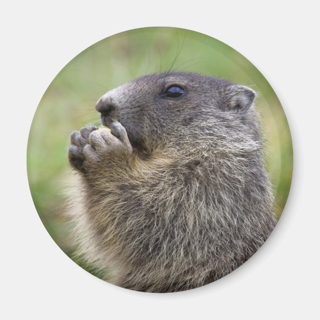 Marmota marmota magnet (Framsidan)