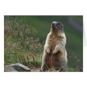 Marmota marmota Murmeltier Hälsningskort