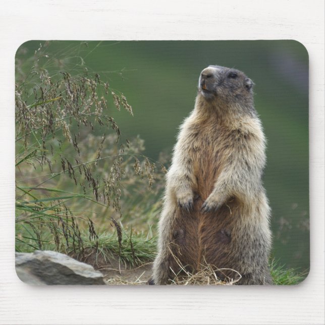 Marmota marmota musmatta (Framsidan)