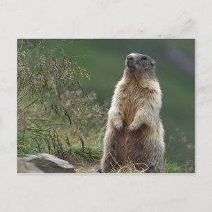 Marmota marmota vykort