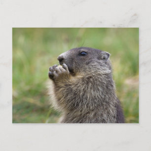 Marmota marmota vykort