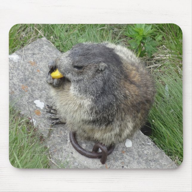 Marmots mousepad musmatta (Framsidan)