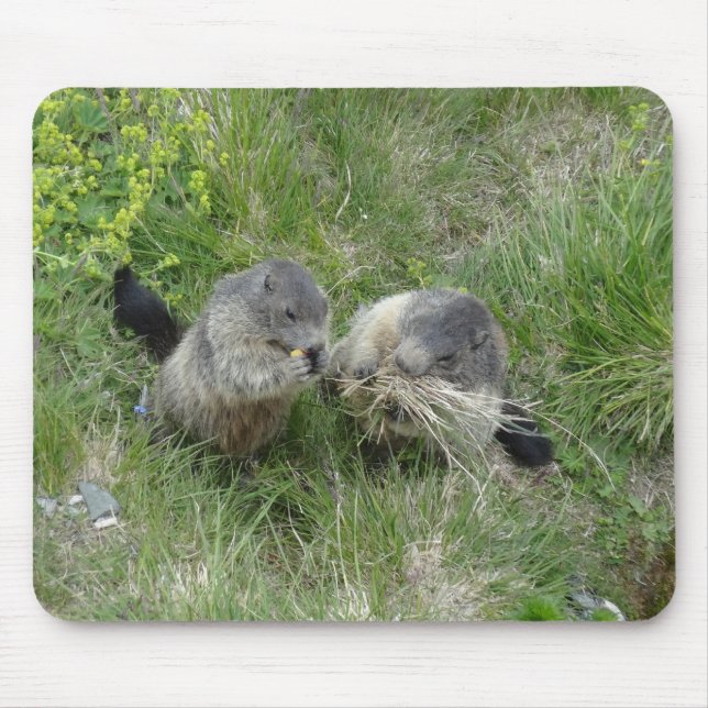Marmots mousepad musmatta (Framsidan)