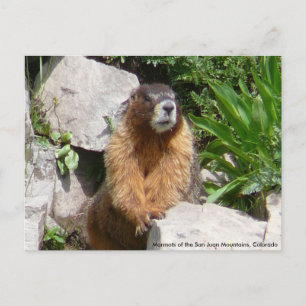 Marmots of the San Juan Mountains, Co... Vykort