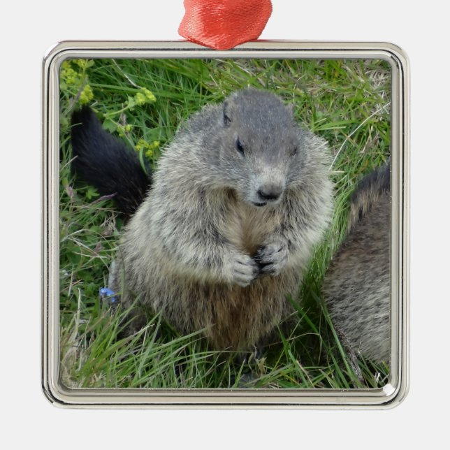 Marmots ornament (Framsidan)