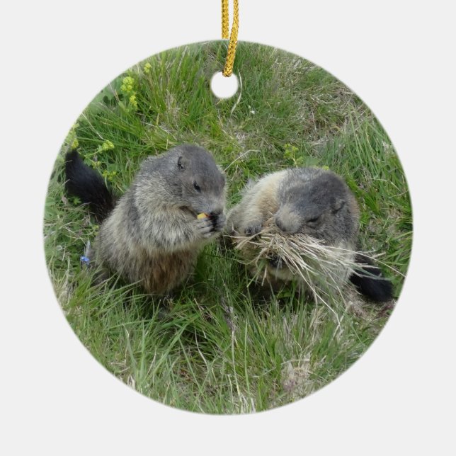 Marmots ornament (Framsidan)