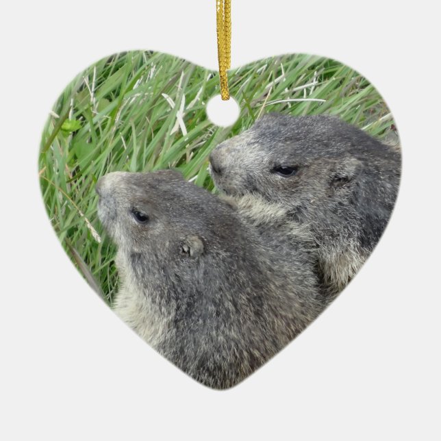 Marmots ornament (Framsidan)
