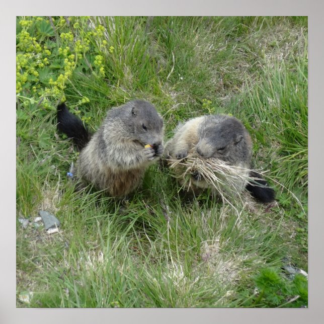 Marmots poster (Framsidan)