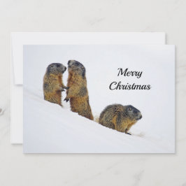 Marmots Snö foto julklapp Julkort