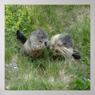 Marmotsaffisch Poster