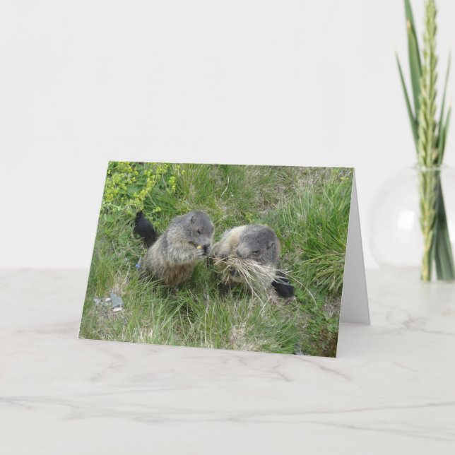 Marmotshälsningkort Kort (Framsida)