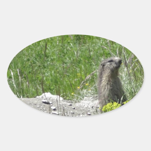 marmottes ovalt klistermärke (Framsida)